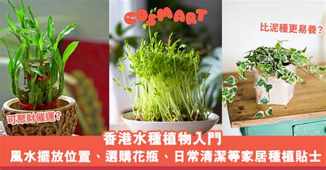 辦公室水種植物風水|【懶人植物指南】15種水種的室內植物 淨化空氣及使家居及辦公。